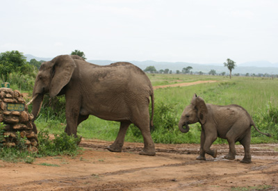 Ostafrika, Tanzania: Elefanten im Udzungwa Mountains National Park